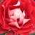 Rdeče - belo - Vrtnice Floribunda - Picasso